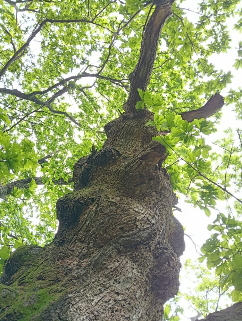 温泉神社　御神木
