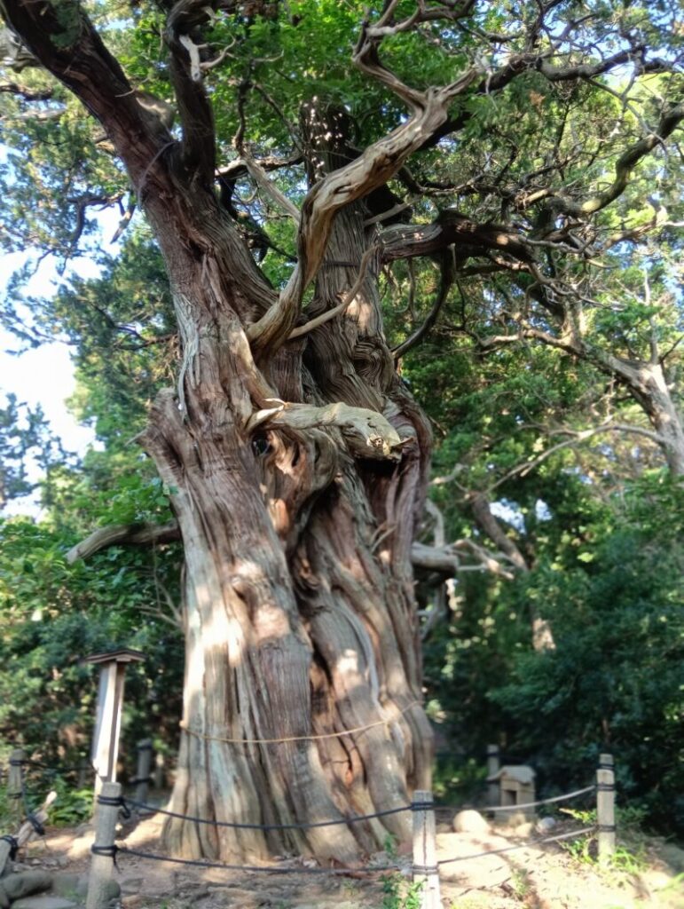 ビャクシン樹林